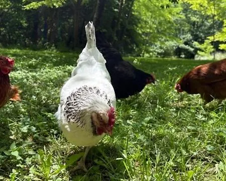 La Grande Grange - Domaine De Gargoris I Piscine Et Nature